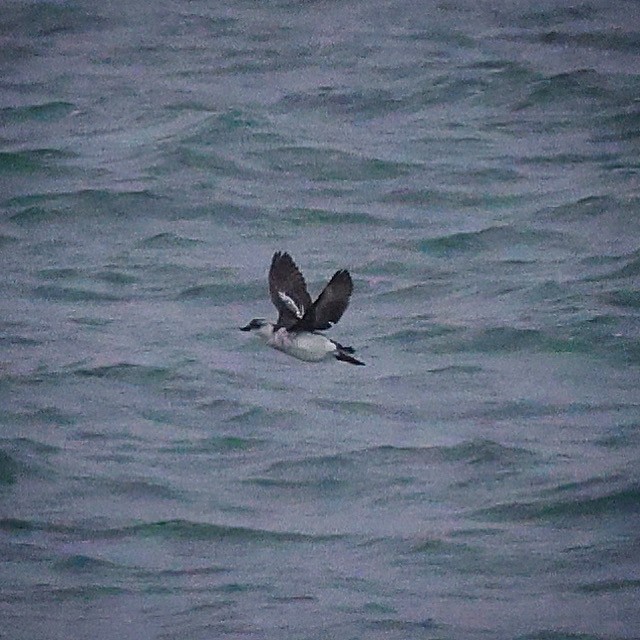 Pigeon Guillemot - ML608776911