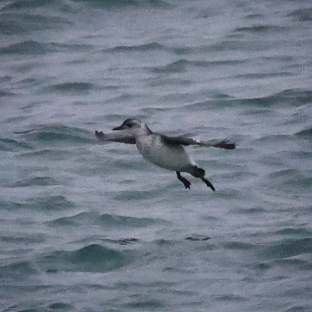 Pigeon Guillemot - ML608776912