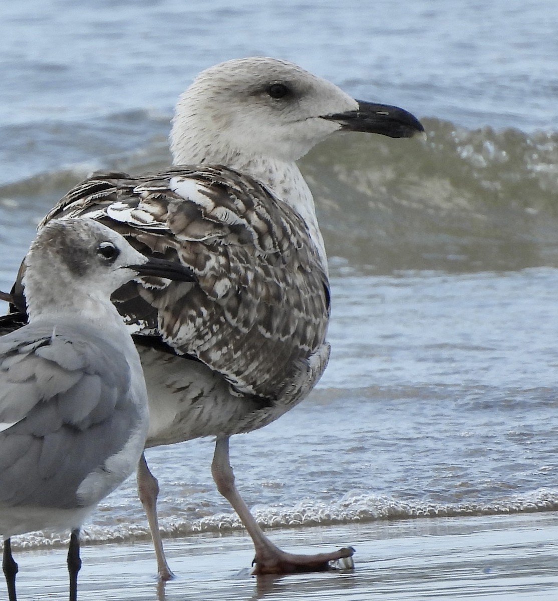 Great Black-backed Gull - ML608776915