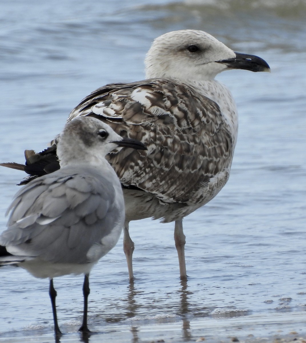 Great Black-backed Gull - robert rogillio