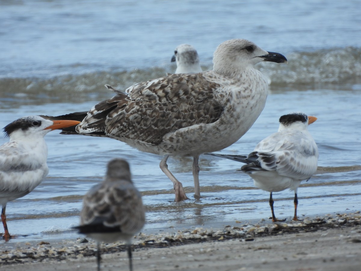 Great Black-backed Gull - ML608776918