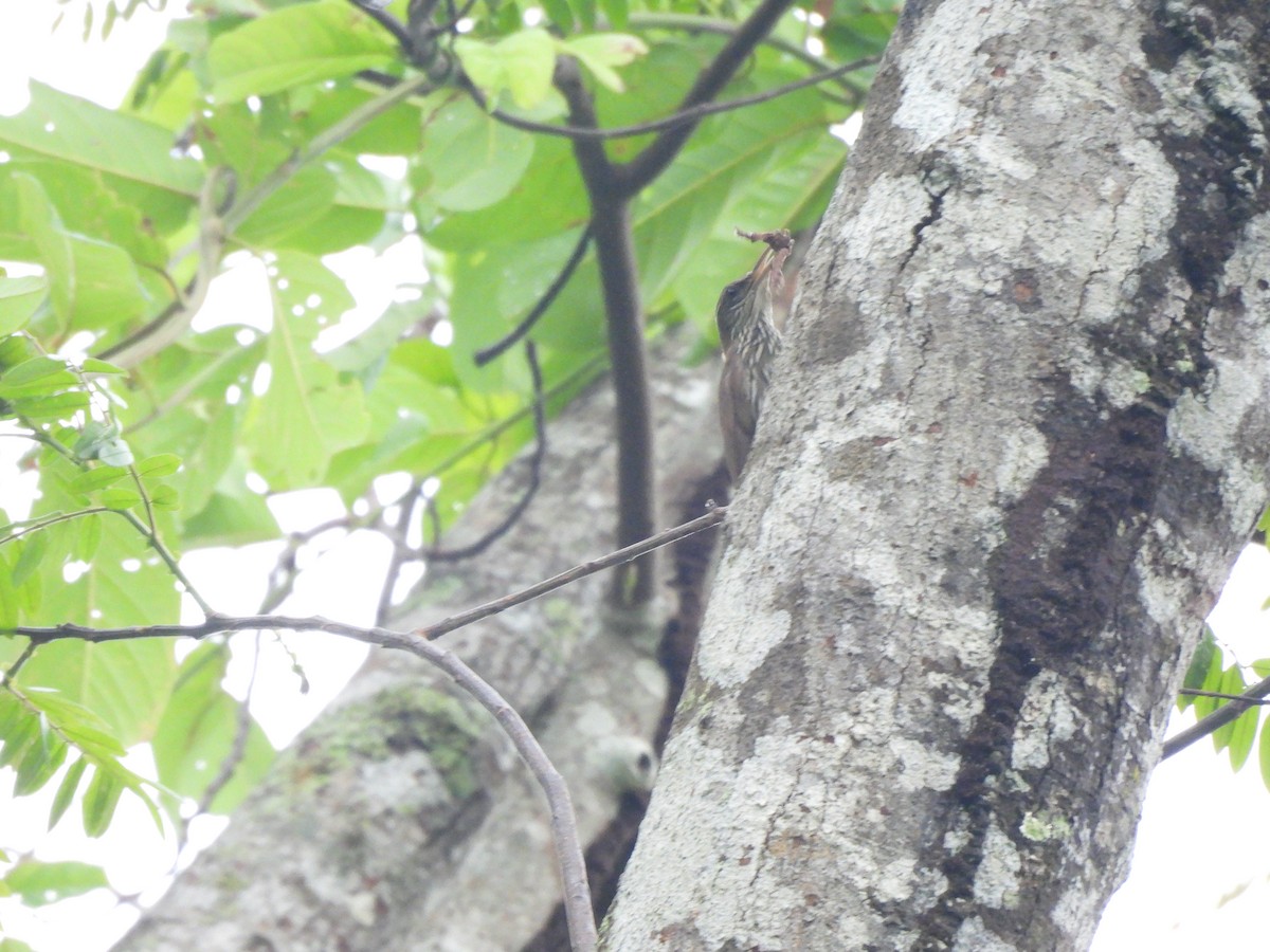 Dusky-capped Woodcreeper (Layard's) - ML608777065