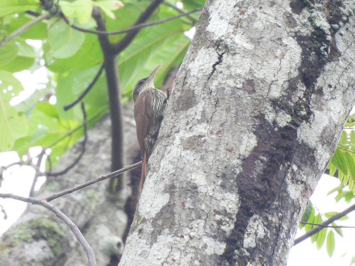 Dusky-capped Woodcreeper (Layard's) - ML608777066