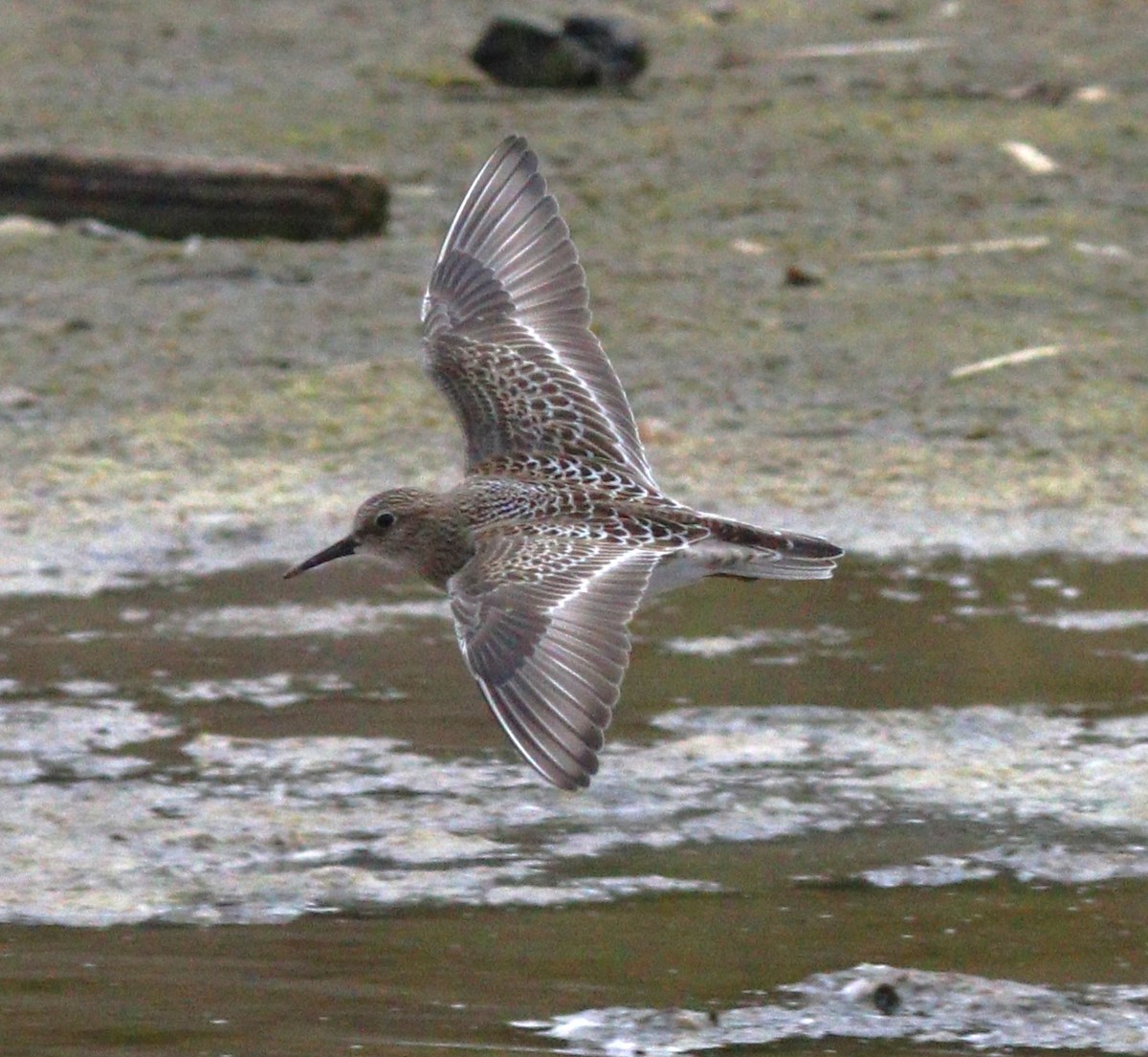 Baird's Sandpiper - ML608777144