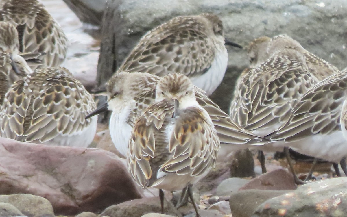 Western Sandpiper - ML608777180