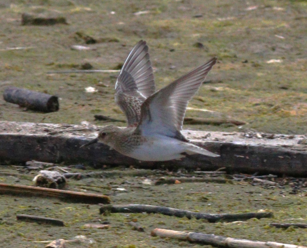 Baird's Sandpiper - ML608777194