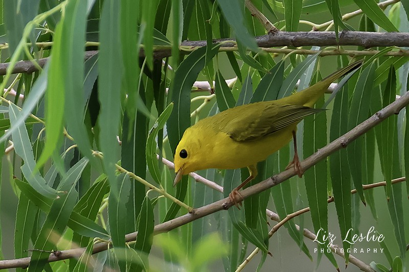 Wilson's Warbler - ML608777207