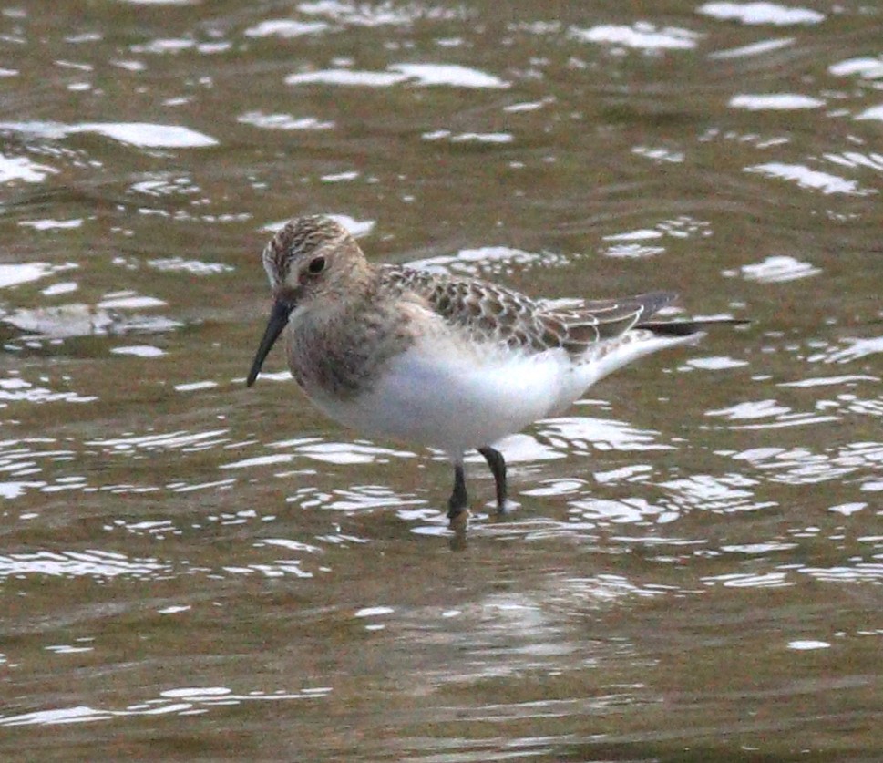 Baird's Sandpiper - ML608777226