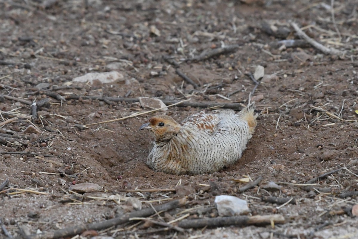 Gray Francolin - ML608777277