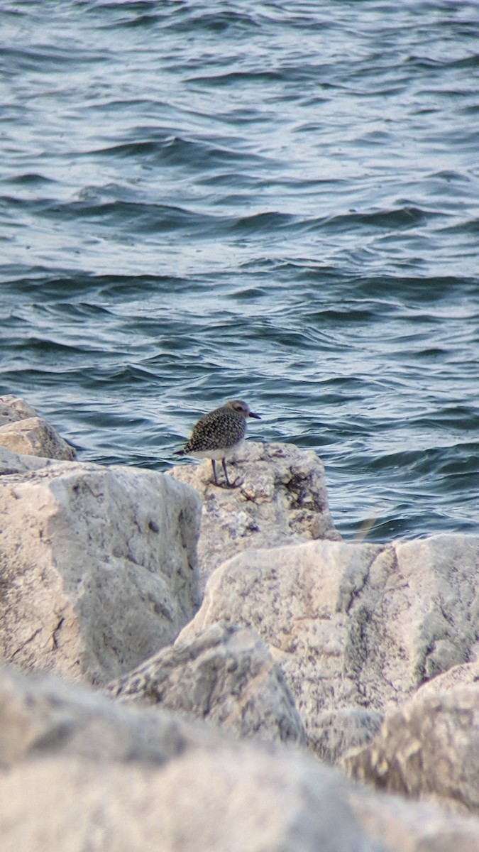 Black-bellied Plover - ML608777299