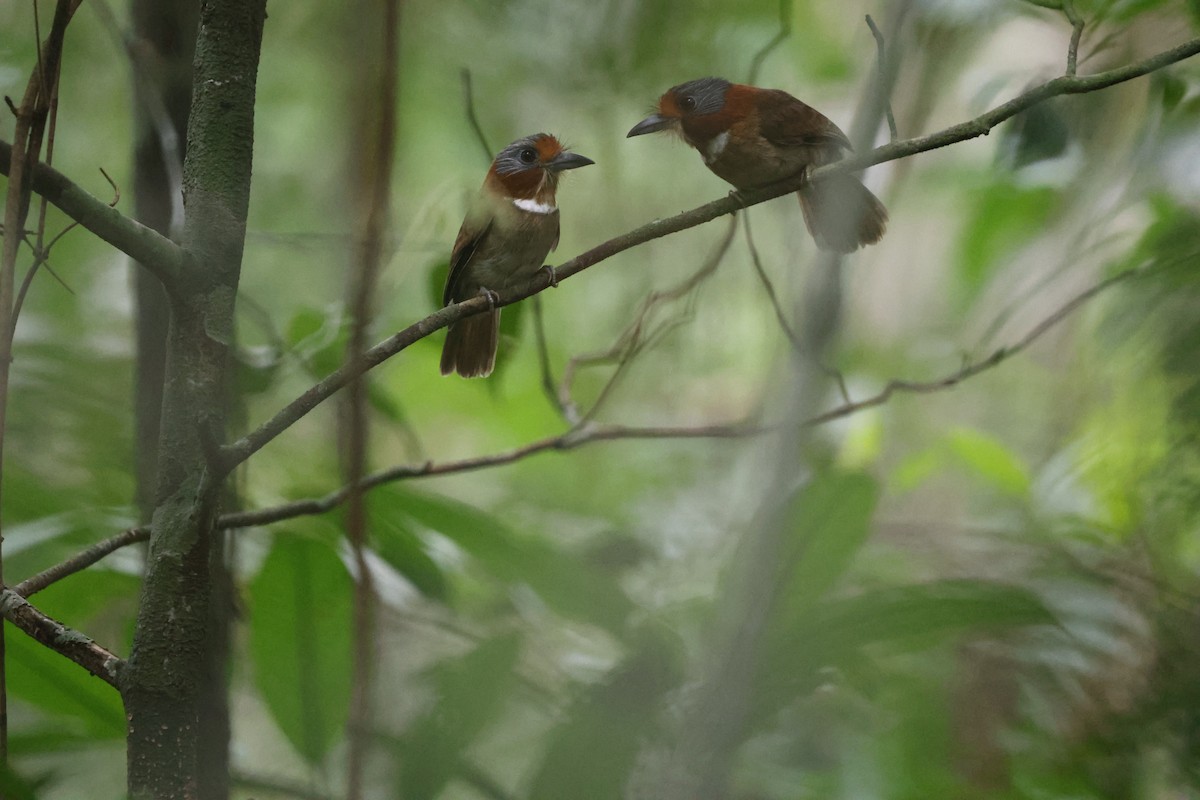 Rufous-necked Puffbird - ML608777423