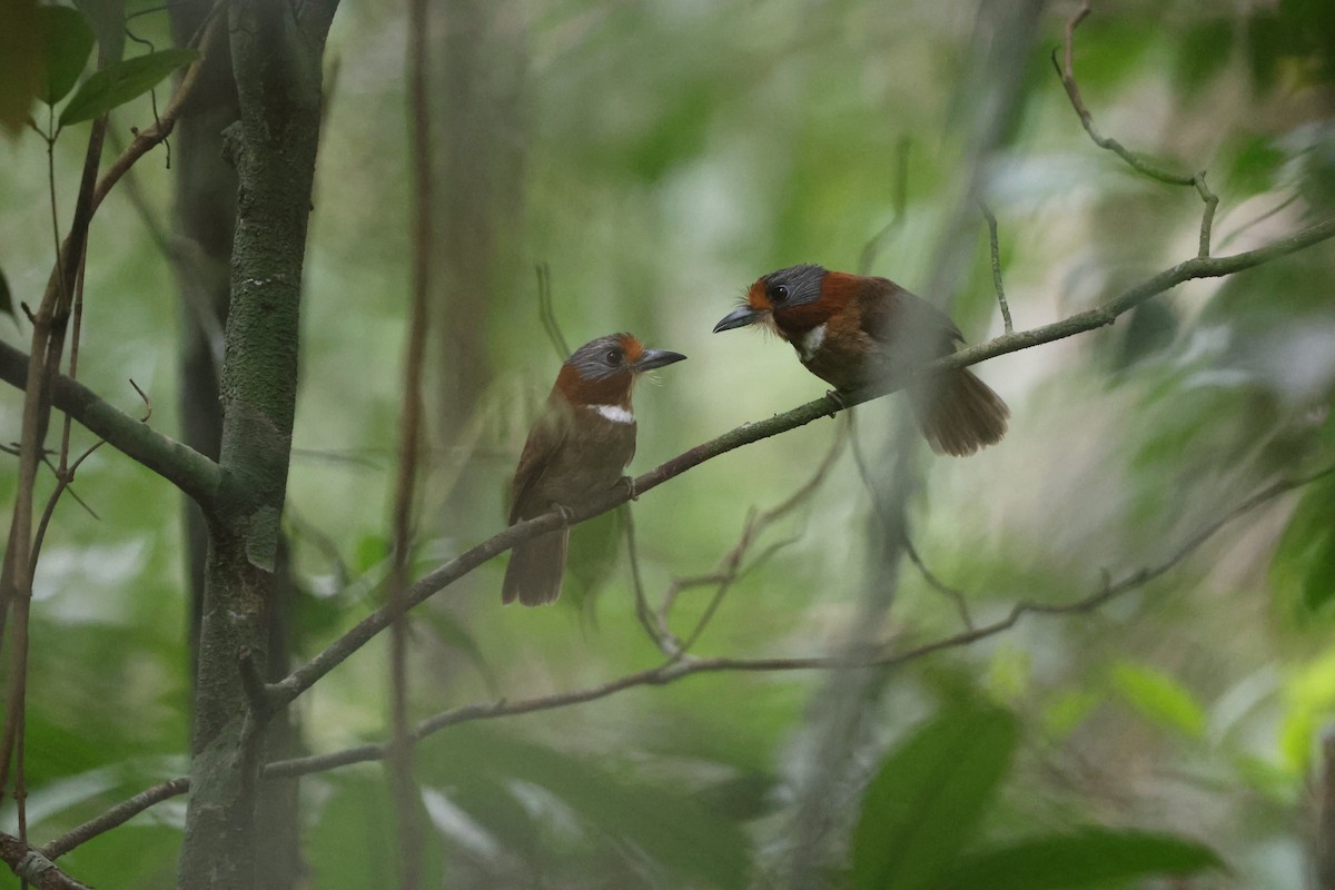 Rufous-necked Puffbird - ML608777424