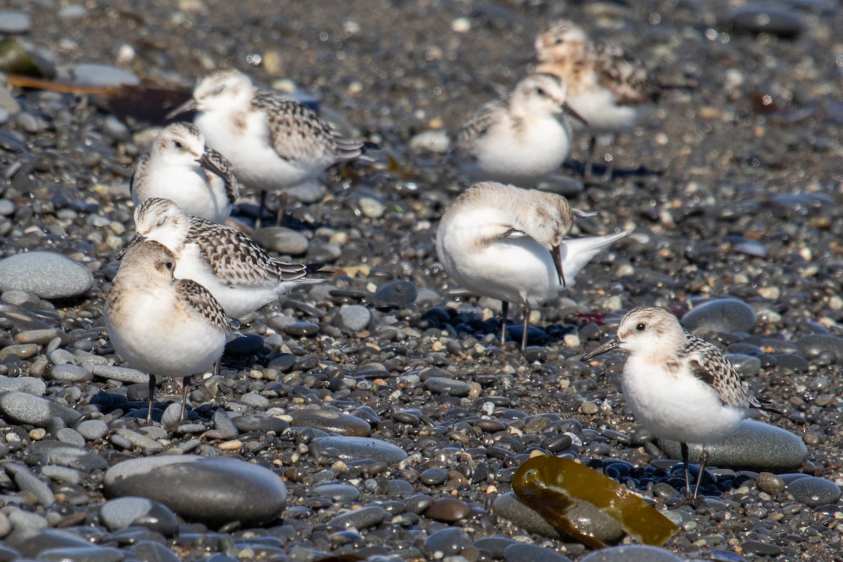 Sanderling - ML608777428