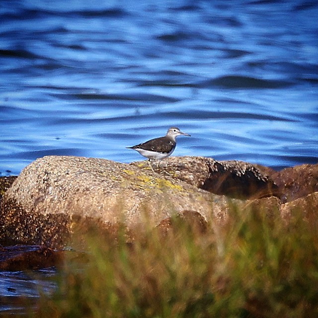 Хайргын хөгчүү - ML608777442