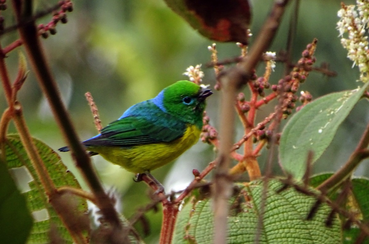 Blue-naped Chlorophonia - Harry Barney