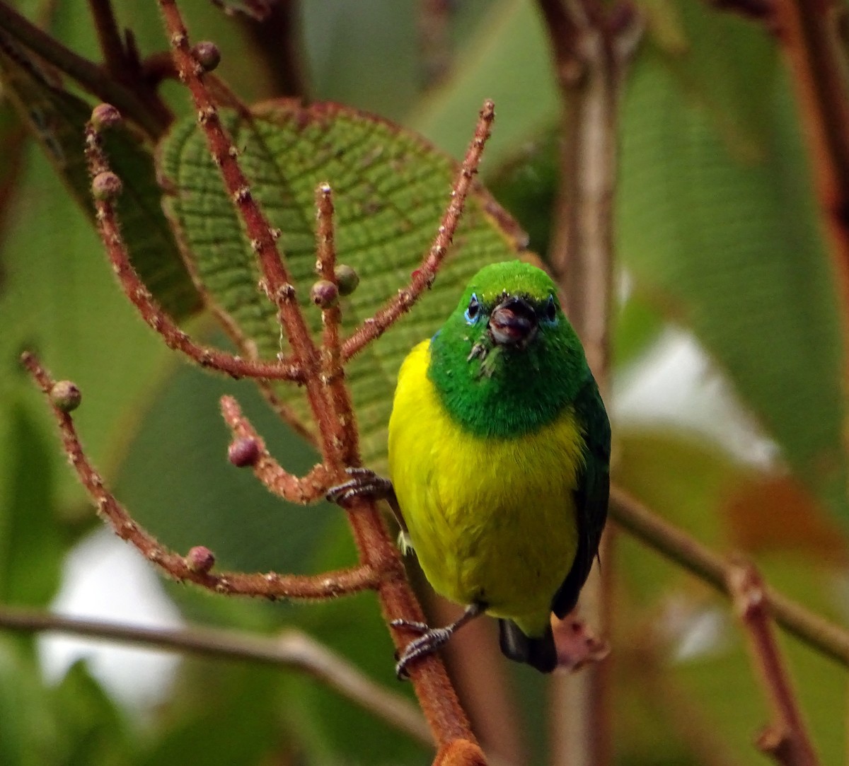 Blue-naped Chlorophonia - ML608777490