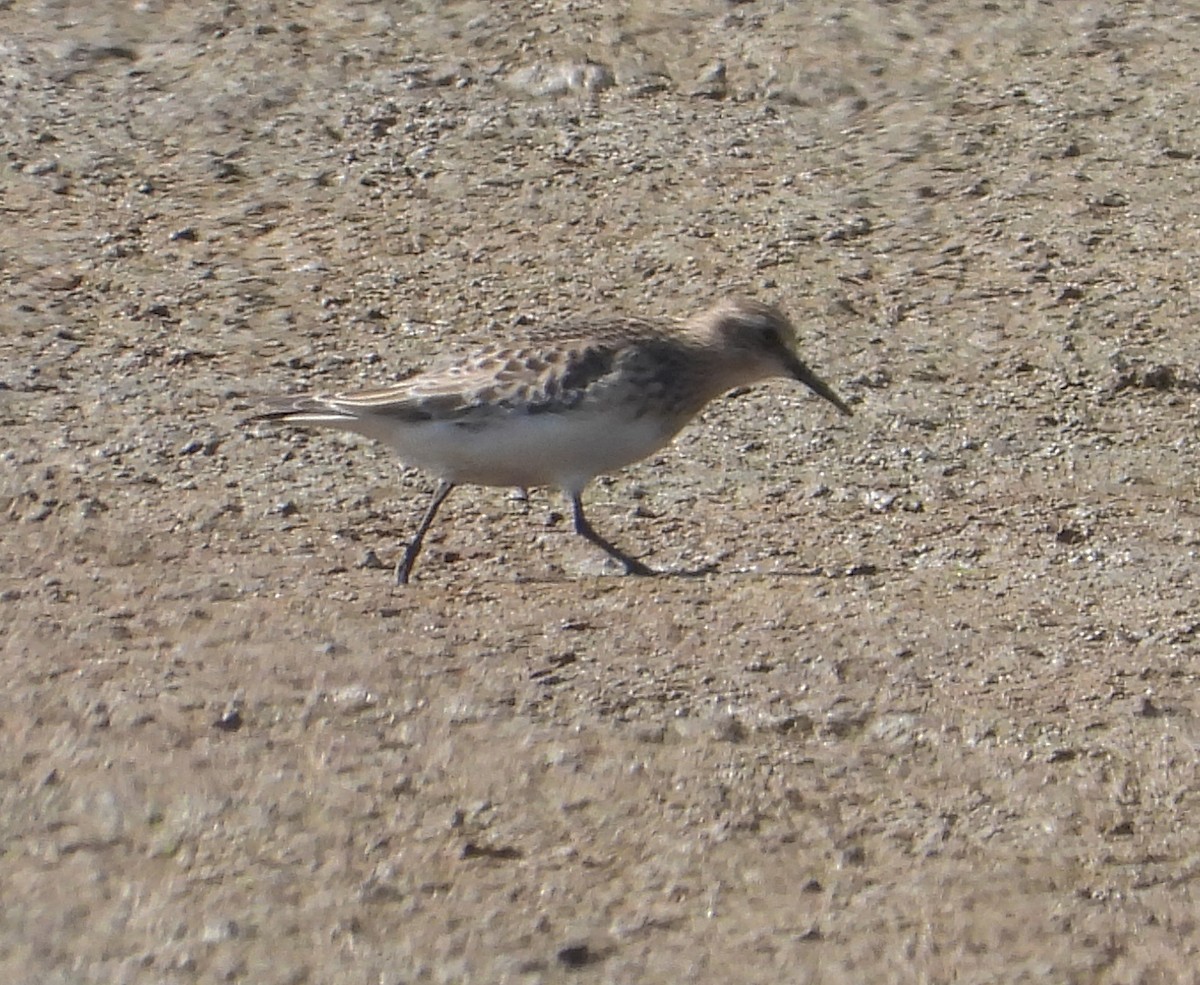 Baird's Sandpiper - ML608777500