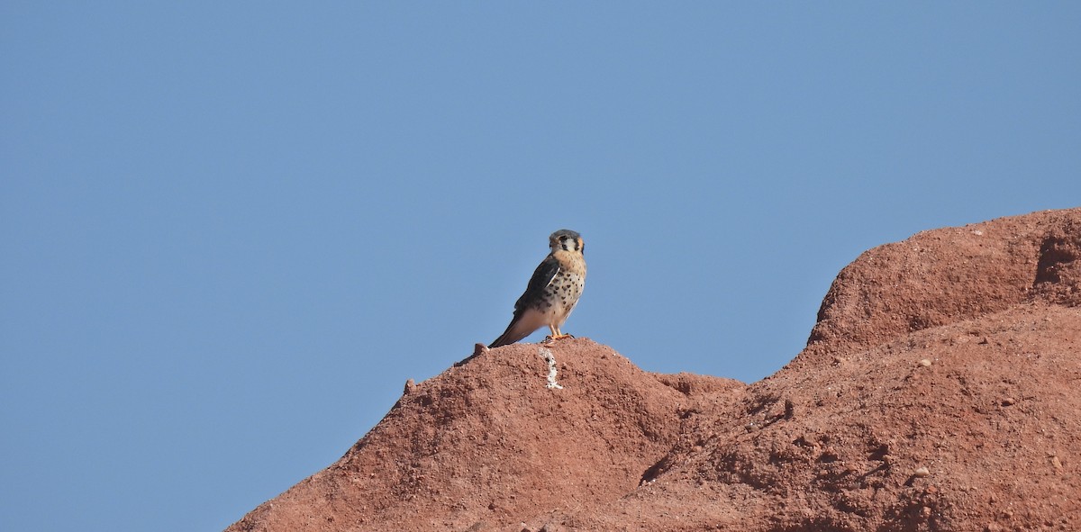 American Kestrel - ML608777521