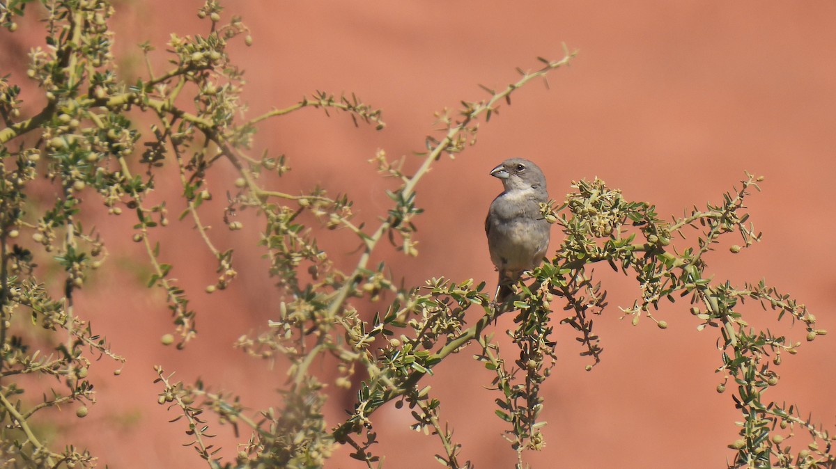 Diuca Finch - Diane Bricmont