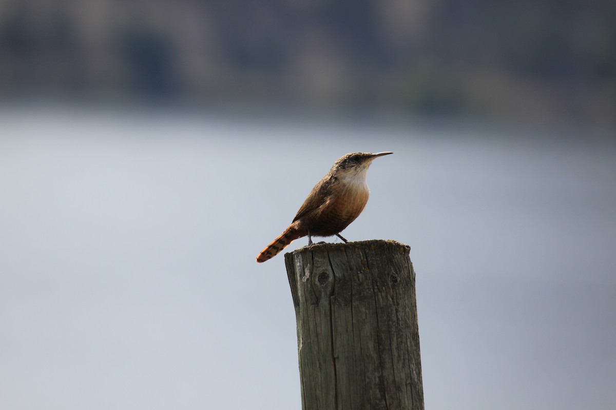 Canyon Wren - ML608777550