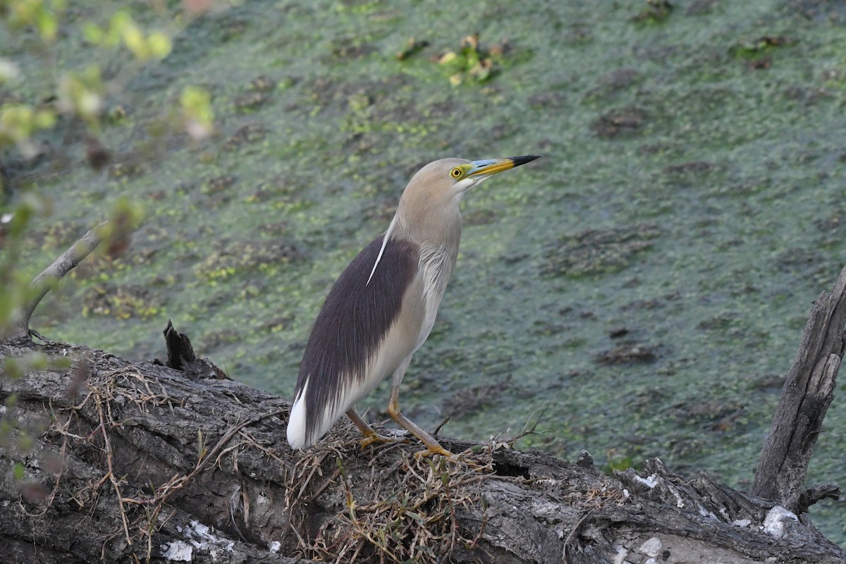 Indian Pond-Heron - ML608777559