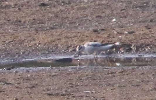 Phalarope à bec large - ML608777585