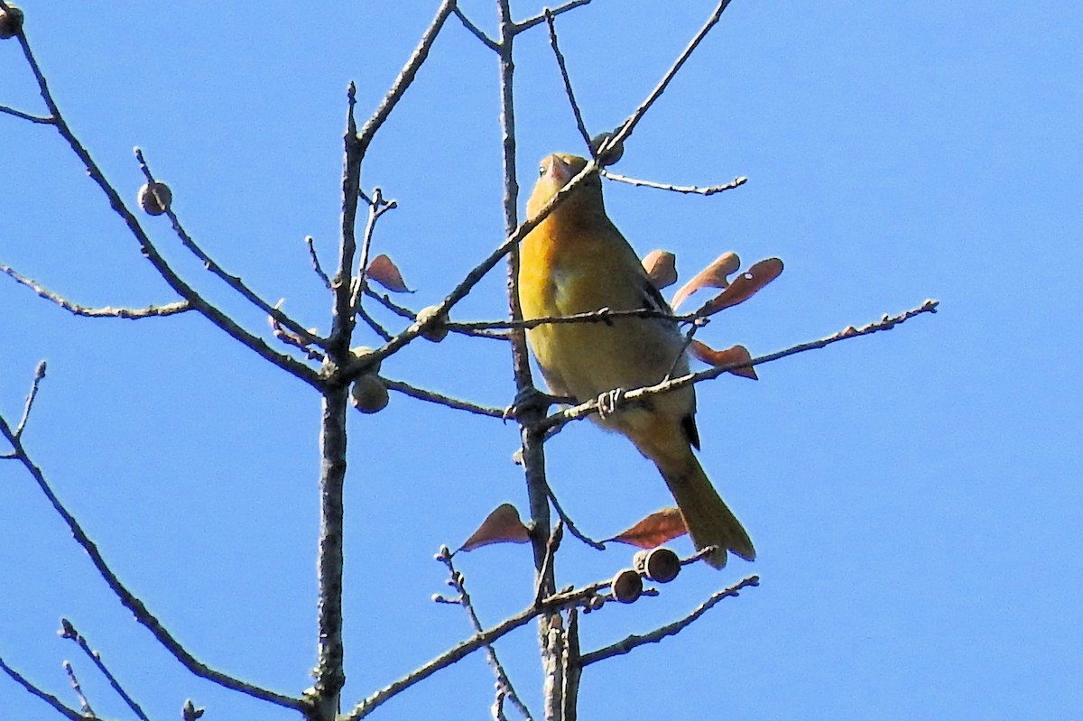 Baltimore Oriole - Gary Hunter