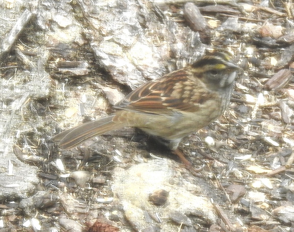 White-throated Sparrow - ML608777676