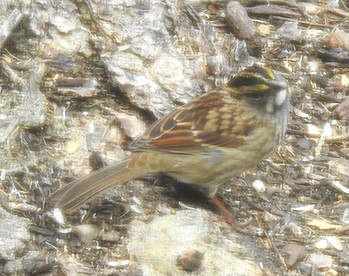 White-throated Sparrow - ML608777677