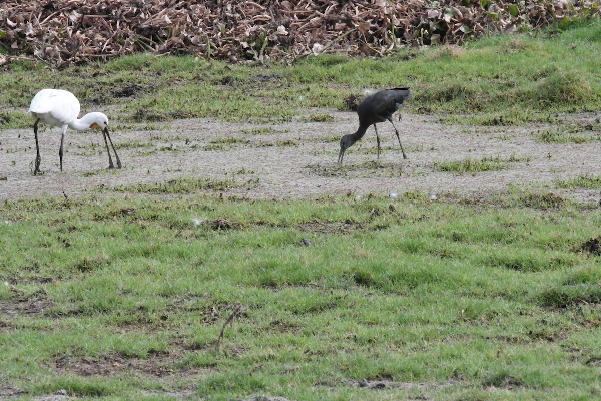 Glossy Ibis - ML608777715