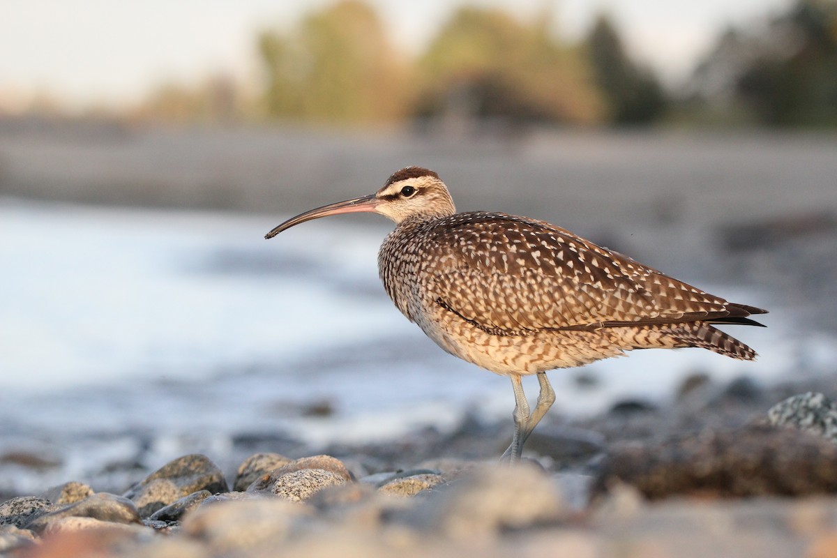 Hudsonian Whimbrel - Paul J