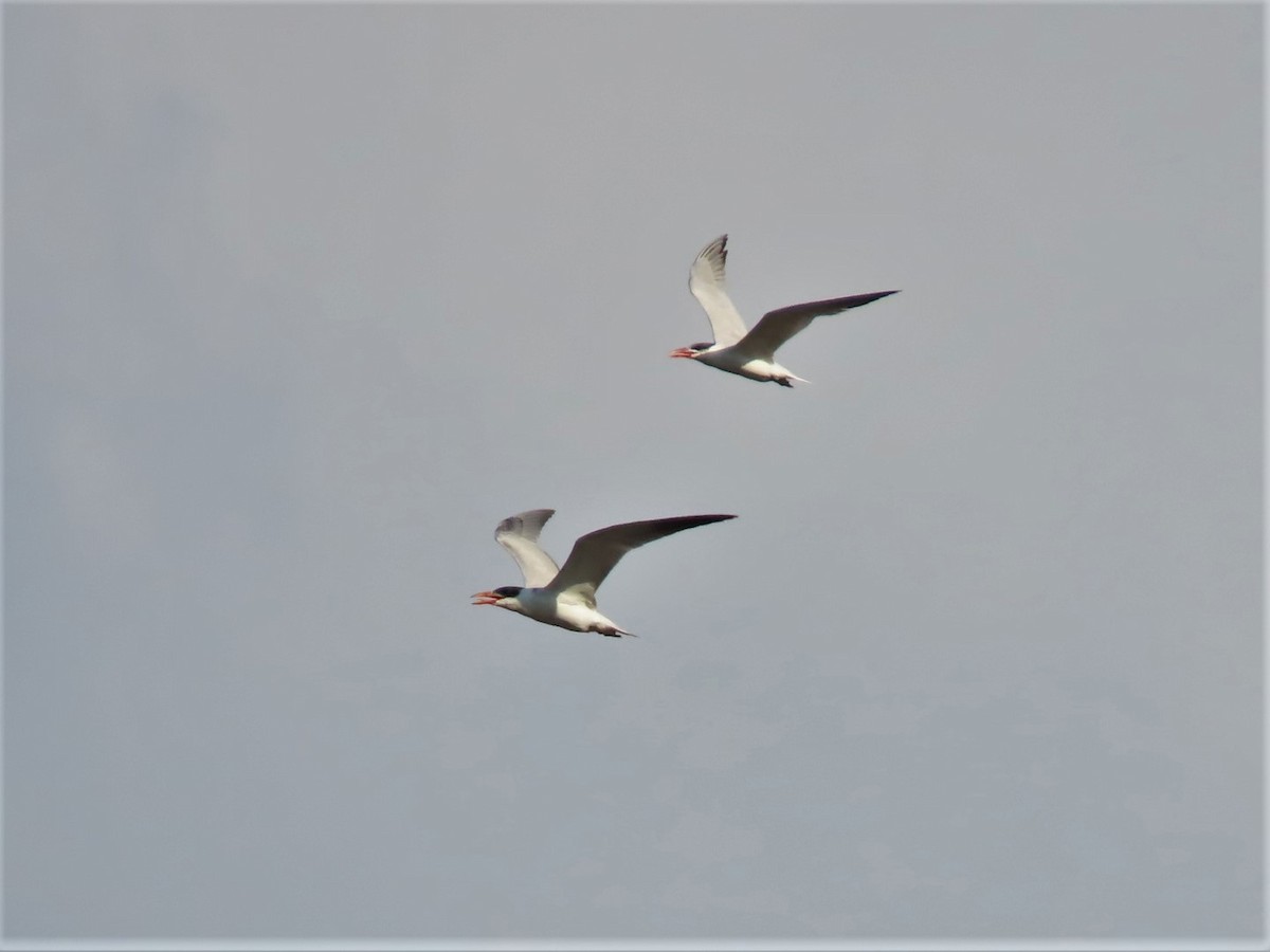 Caspian Tern - ML608777734