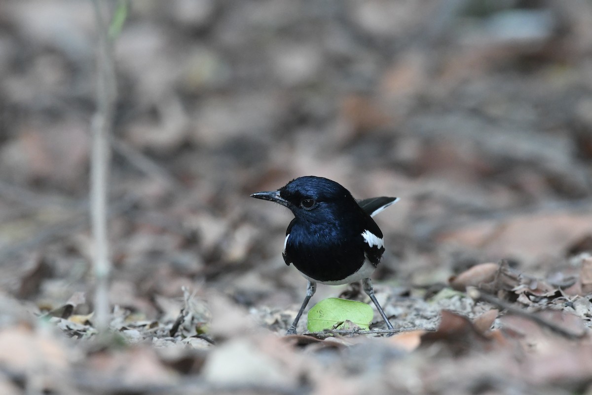 Oriental Magpie-Robin - ML608777740