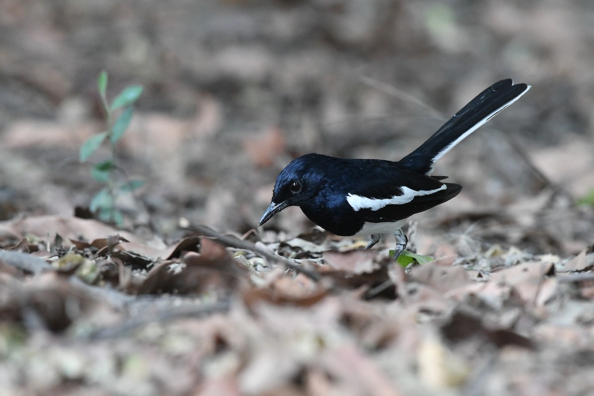 Oriental Magpie-Robin - ML608777749