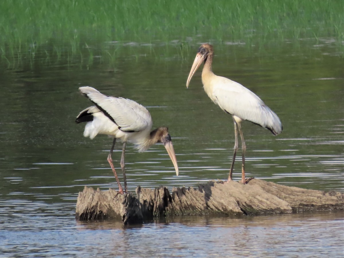Wood Stork - ML608777757