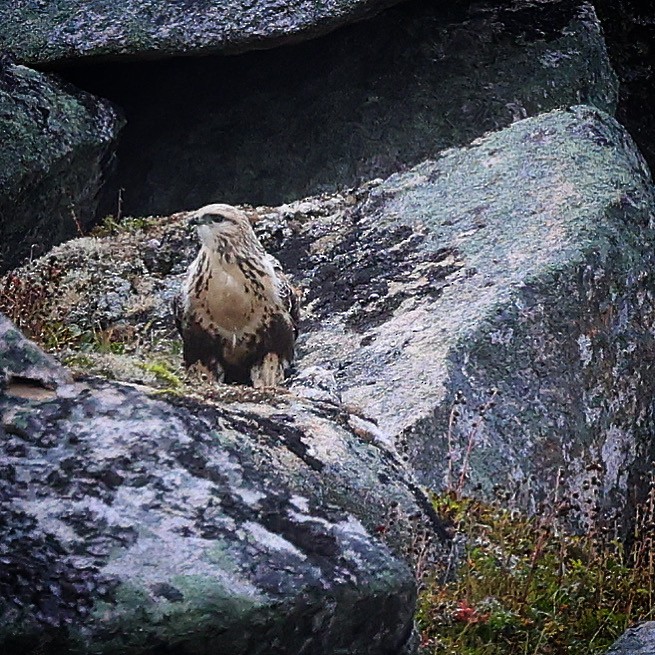 Rough-legged Hawk - ML608777787