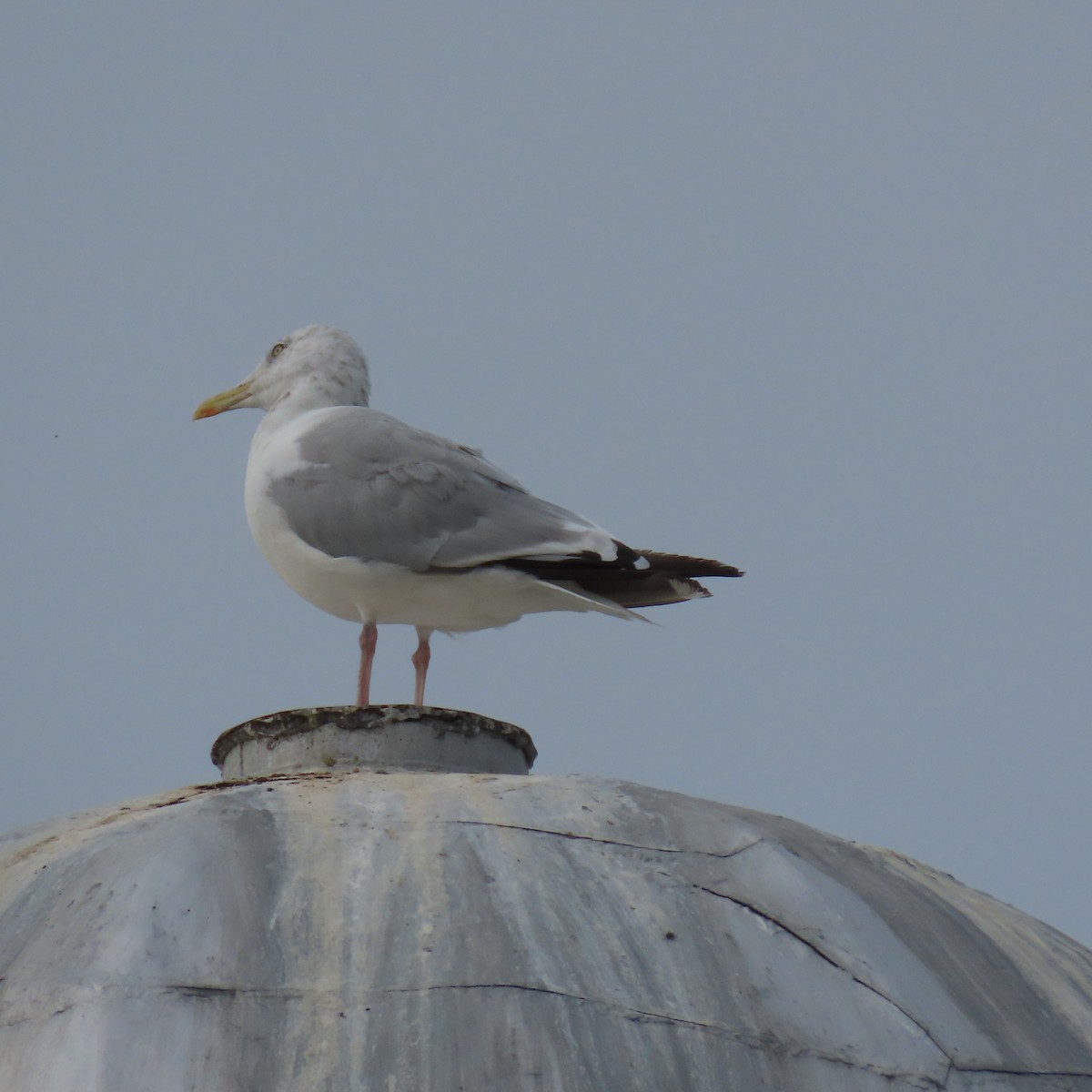 Herring Gull - ML608777878