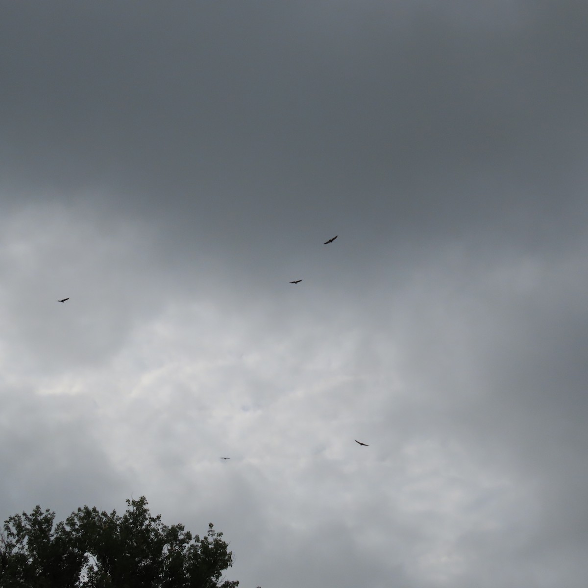 Turkey Vulture - ML608777885