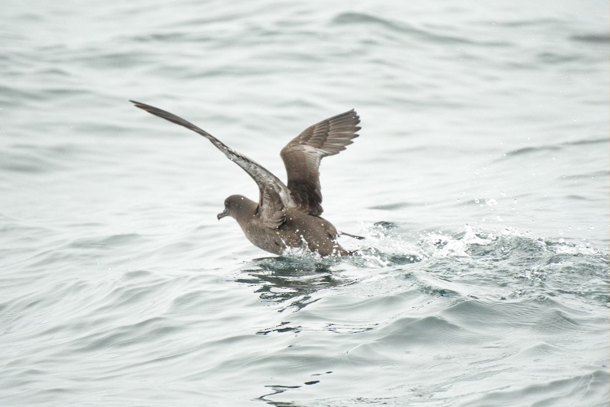 Sooty Shearwater - Ken Faucher