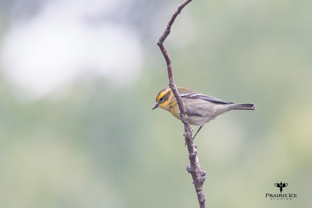 Townsend's Warbler - ML608777970