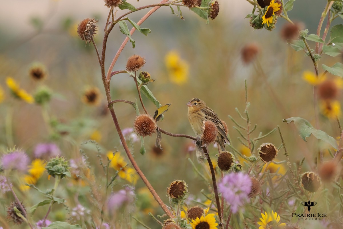 bobolink americký - ML608777993