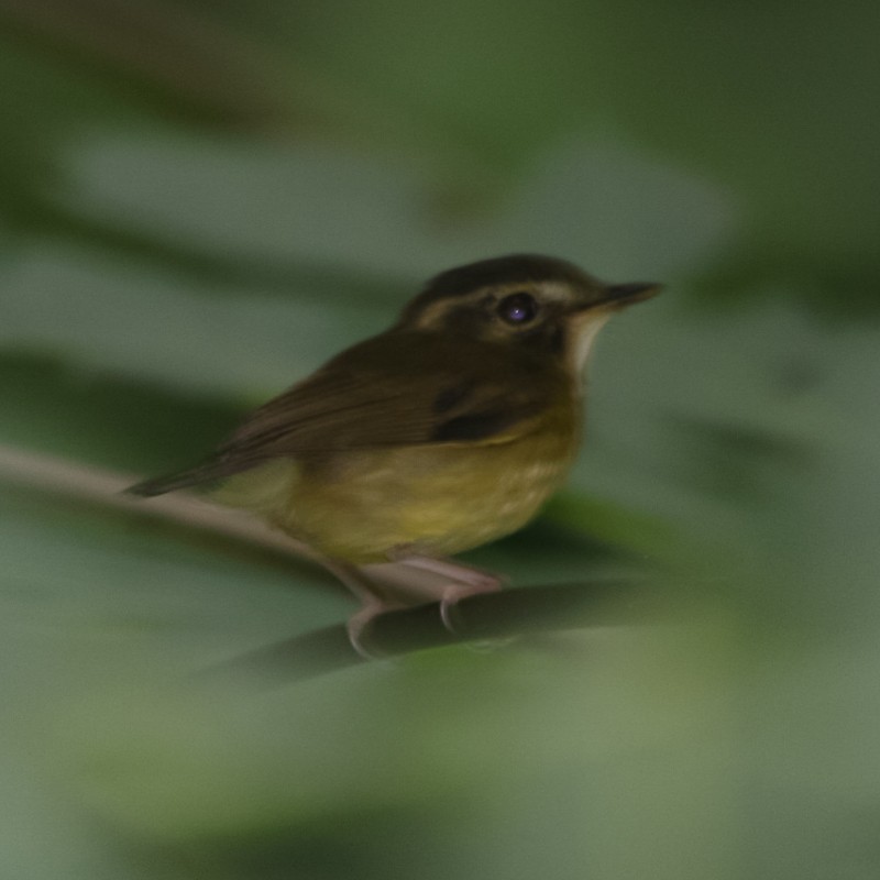 Stub-tailed Spadebill - ML608778022