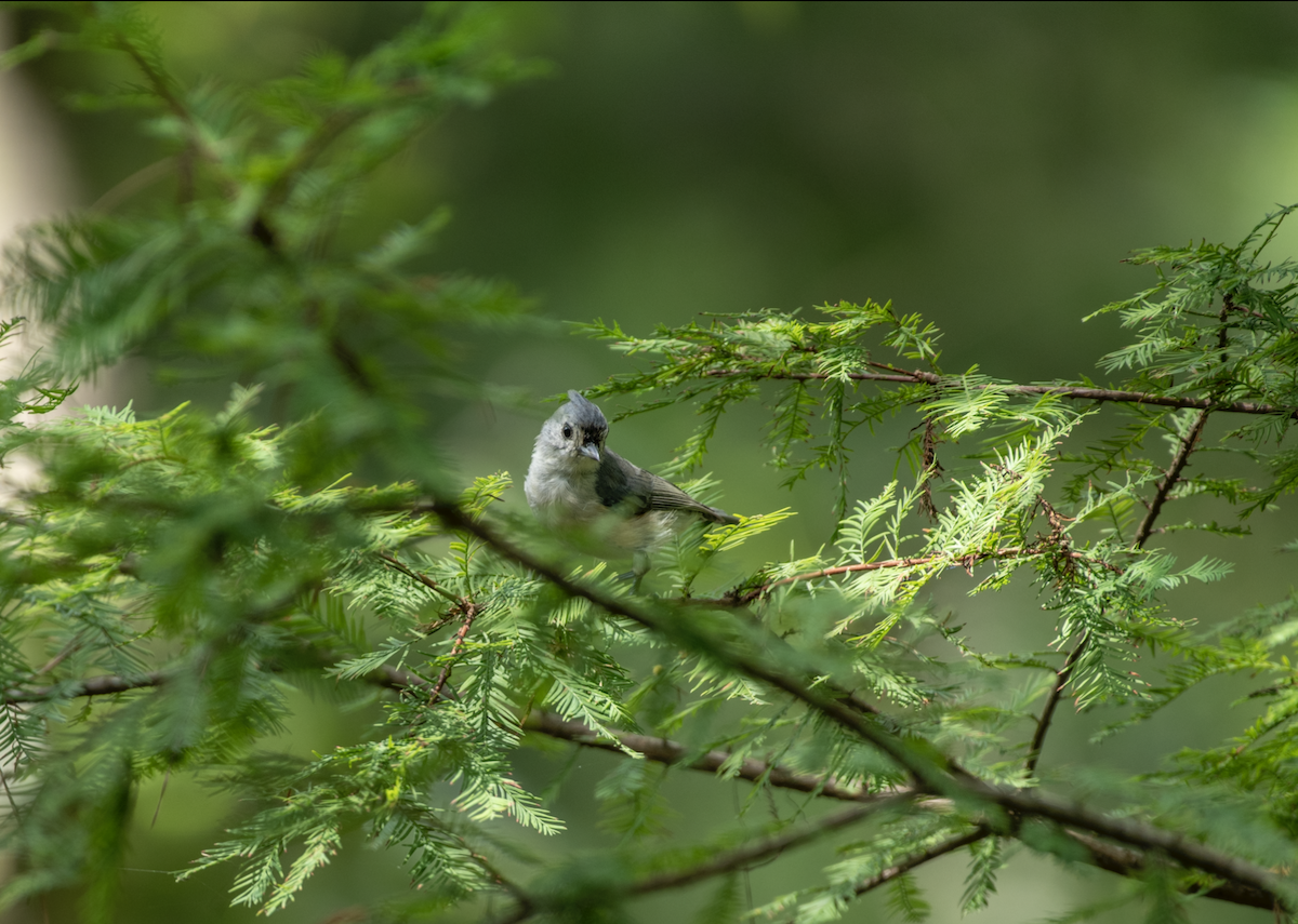 Tufted Titmouse - ML608778044