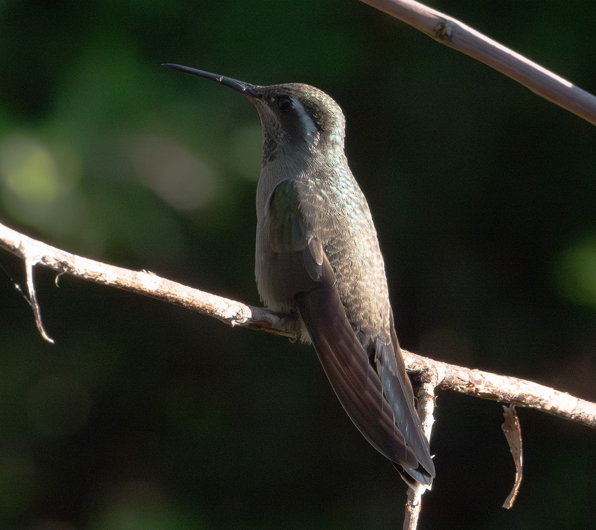 kolibřík blankytohrdlý - ML608778192