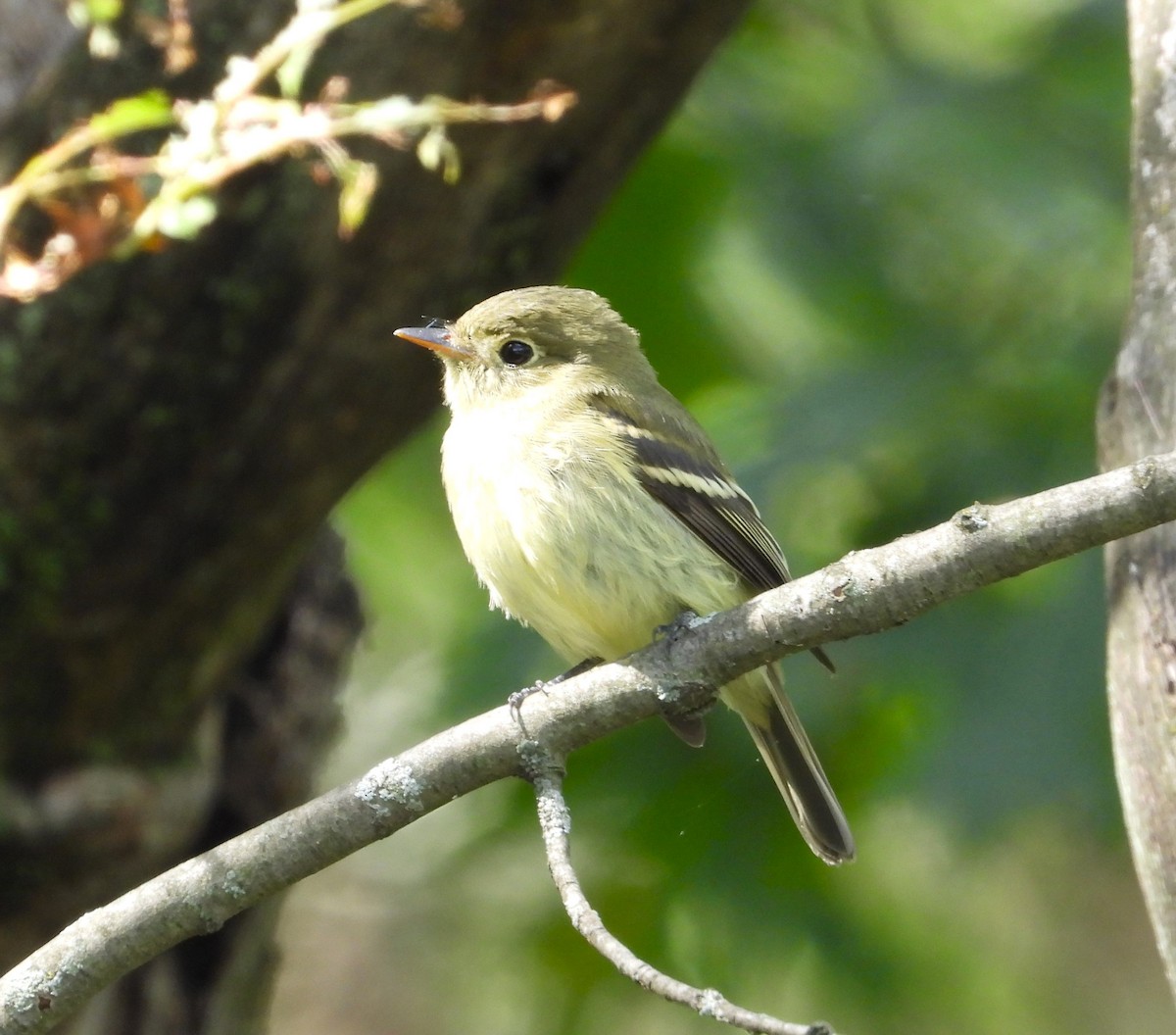 Yellow-bellied Flycatcher - Amy Lyyski