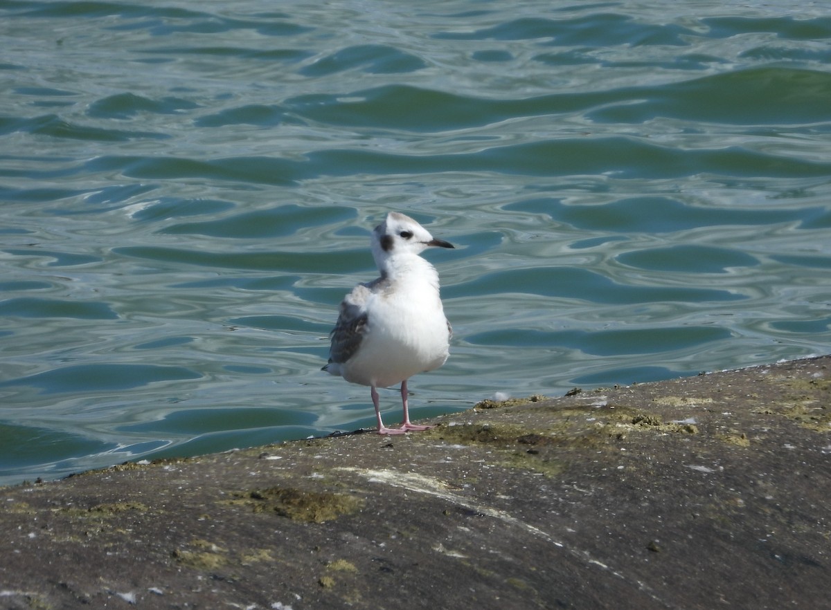 Bonaparte's Gull - ML608778285