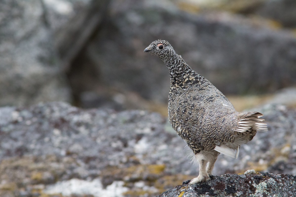 White-tailed Ptarmigan - ML60877831