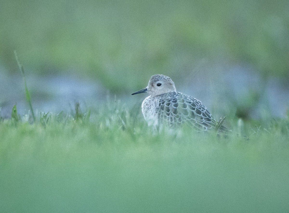 Buff-breasted Sandpiper - ML608778364