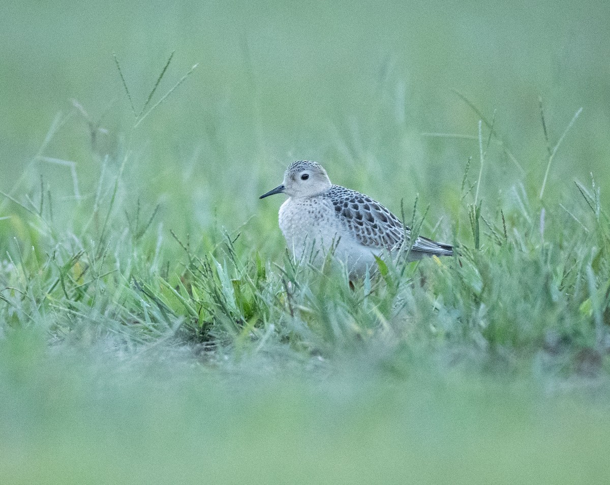 Buff-breasted Sandpiper - ML608778366