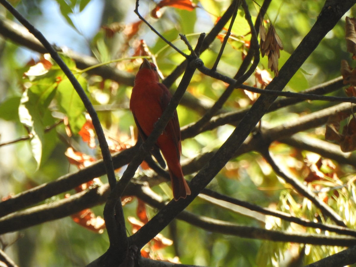 Summer Tanager - ML608778373